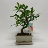 Фикус бонсай Ретуза d15 см h28 см Фикус бонсай Ретуза d15 см h28 см