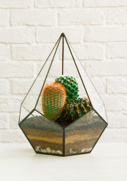 Флорариум - капля с кактусами