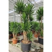 Юкка Elephantipes d80 см 350 см