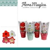 Гиппеаструм микс Extra Op Flora Magica 2 ствола d14 см h25 см