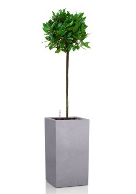 Лавр Нобилис 21/120 в CANTO STONE HIGH 30, серый камень