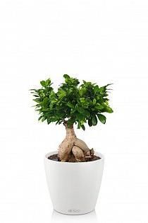 Фикус бонсай в CLASSICO Color 21 Фикус бонсай в CLASSICO Color 21