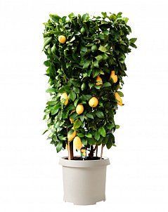 Цитрофортунелла Лимон на решетке 46/110 см