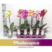 Фаленопсис 1 ствол Mix 6+ (phalaenova) d12 см h50 см тип 2 Фаленопсис 1 ствол Mix 6+ (phalaenova) d12 см h50 см тип 2