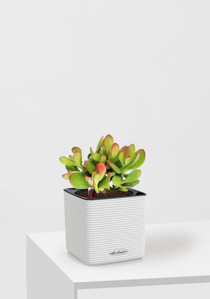 Крассула Овата Сансет 12/20 см в CUBE COLOR 14 Крассула Овата Сансет 12/20 см в CUBE COLOR 14