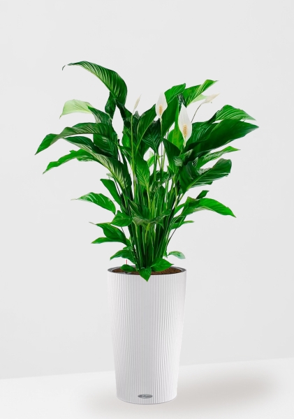Спатифиллум Свит 24/110 см в CILINDRO 32 Спатифиллум Свит 24/110 см в CILINDRO 32