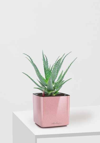 Алоэ 12/30 см в CUBE GLOSSY KISS 14