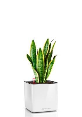 Сансевиерия Лауренти 12/40 см в CUBE GLOSSY 14, белый блестящий