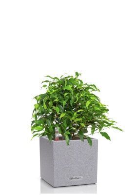 Фикус Грин Кинки в CANTO STONE 14, серый камень
