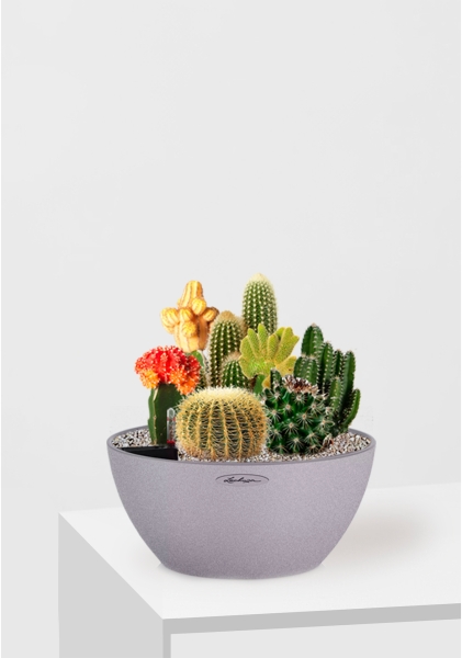 Композиция с кактусами в CUBETO COLOR 30 Композиция с кактусами в CUBETO COLOR 30