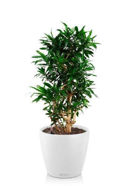 Драцена Песнь Ямайке 32/110 см в CLASSICO COLOR 43