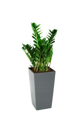 Замиокулькас 21/90 см в Finezja 30x30, серый бетон