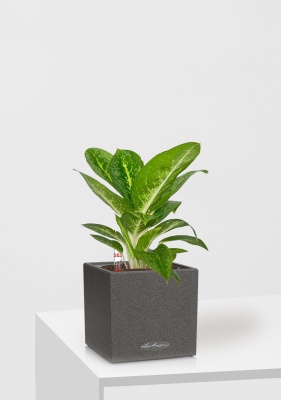 Аглаонема Еллоу Биколор 12/30 см в CANTO STONE 14 Аглаонема Еллоу Биколор 12/30 см в CANTO STONE 14