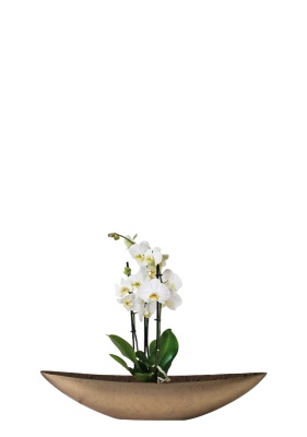 Орхидея Фаленопсис Кембридж белая 12/70 см в TREEZ Effectory, Ваза-Лодка, Маленькая Орхидея Фаленопсис Кембридж белая 12/70 см в TREEZ Effectory, Ваза-Лодка, Маленькая