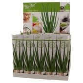 Алоэ Вера 10,5/35 см тип 2