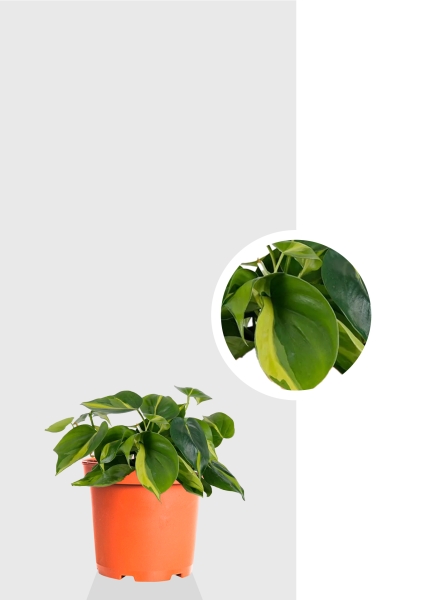 Филодендрон Бразил 12/20 см