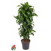 Драцена Дорадо бранч d31 см h140 см