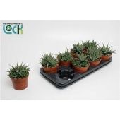 Хавортия Concolor d12 см h15 см