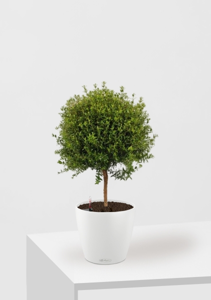 Мирт 15/50 см в CLASSICO COLOR 18 