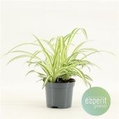 Хлорофитум Витатум d8.5 см h15 см