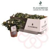 Азалия Фландрес белая 12/25 см Азалия Фландрес белая 12/25 см