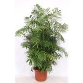 Хамедорея Сейфризи Зейфрица d55 см h250 см