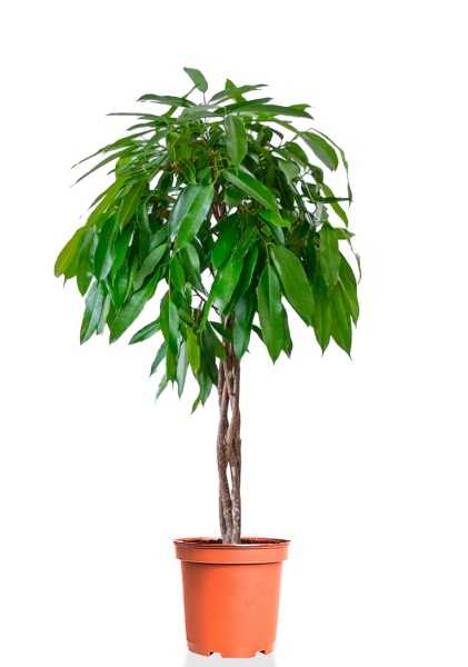 Фикус Биннендийка Амстел Кинг переплетенный d27 см h130 см