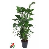 Кариота Митис d27 см h160 см тип 2 Кариота Митис d27 см h160 см тип 2