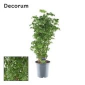 Полисциас Робл d21 см h80 см Полисциас Робл d21 см h80 см