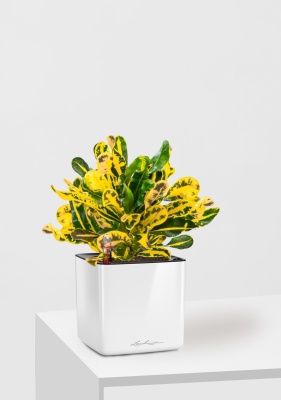 Кротон Еллоу 12/30 см в CUBE GLOSSY 14 Кротон Еллоу 12/30 см в CUBE GLOSSY 14