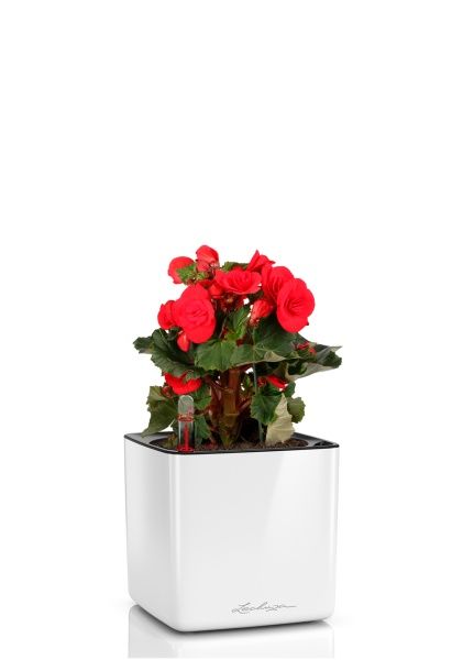 Бегония Баладин красная 14/30 см в CUBE GLOSSY 16