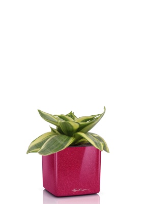 Сансевиерия Голден Ханни 6/15 см в CUBE GLOSSY KISS 14 Сансевиерия Голден Ханни 6/15 см в CUBE GLOSSY KISS 14