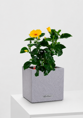 Гибискус микс 13/35 см в CANTO STONE 14, серый камень Гибискус микс 13/35 см в CANTO STONE 14, серый камень