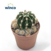 Эхинопсис d5.5 см h10 см