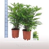 Араукария Heterophylla Гавайи d22 см h90 см