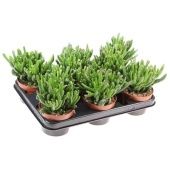 Крассула Хоббит денежное дерево d10.5 см h15 см Крассула Хоббит денежное дерево d10.5 см h15 см