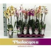 Фаленопсис 3 ствола Taiwan Mix 18+ (phalaenova) d12 см h60 см тип 2