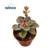 Эхеверия Chroma d8.5 см h10 см Эхеверия Chroma d8.5 см h10 см