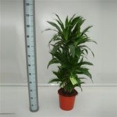 Драцена Джанет Крейг бранч разветвленная d24 см h120 см Драцена Джанет Крейг бранч разветвленная d24 см h120 см