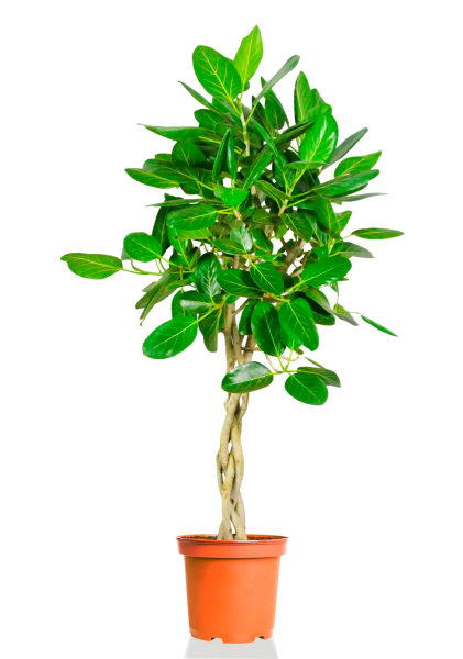 Фикус Бенгальский Одри переплетенный 40/180 см Фикус Бенгальский Одри переплетенный 40/180 см