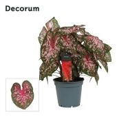 Каладиум розовый d17 см h40 см (decorum)