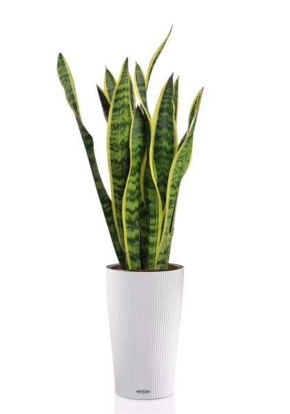 Сансевиерия Лауренти 17/60 см в CILINDRO 23