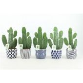 Опунция Rubescens Consolea d13 см h35 см тип 1