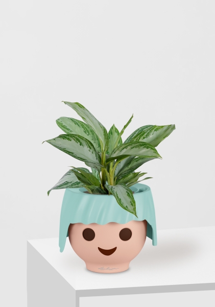 Аглаонема Сильвер Бей 12/35 см в OJO