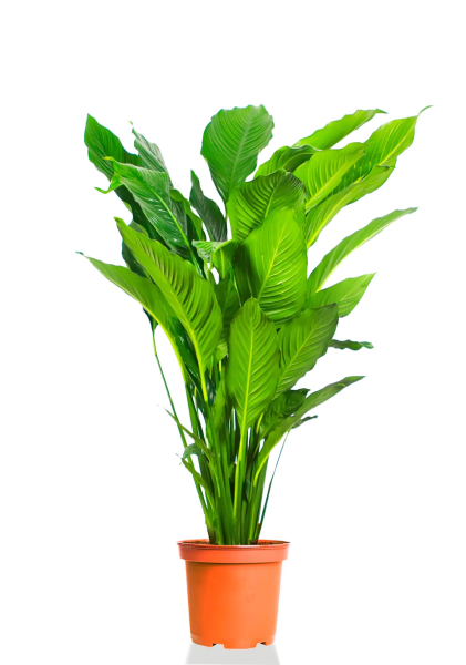 Спатифиллум Свит 27/140 см