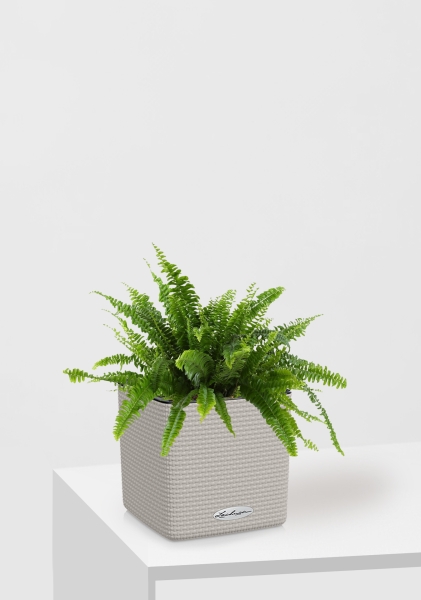 Нефролепис в CUBE COLOR 14