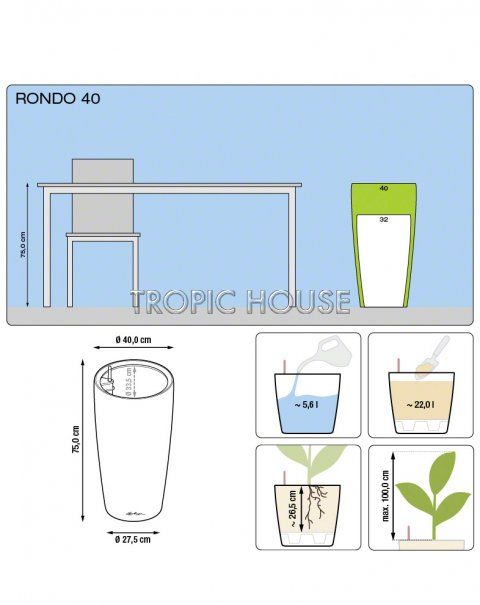 Кактус Грузони в RONDO 40 Кактус Грузони в RONDO 40