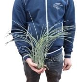 Тилландсия Juncifolia d40 см h40 см Тилландсия Juncifolia d40 см h40 см