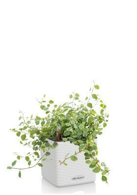 Фикус Пумила в CUBE COLOR 14, белый