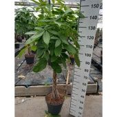 Пахира Акватика d30 см h170 см тип 1